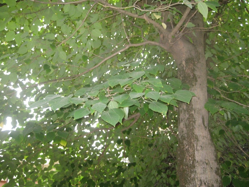 Broussonetia papyrifera.